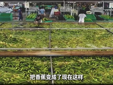 有哪些看起来满大街都是,但其实快灭绝了的生物? #科普 #植物#动物 #青年创作者成长计划 #香蕉