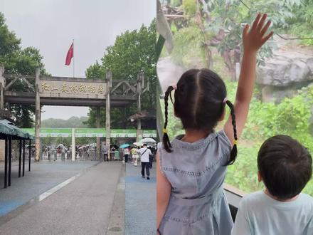 南京红山动物园|超全遛娃攻略+不费妈路线
🎫门票:成人40/学生20
📍地址:江苏省南京市玄武区和燕路168号
⏰开放时间:8:30-18:00(16:30停止入园)
🚇交通:地铁1号线红山动物园站1号口🚶♀️步行400米
✅路线
📍北门→ 大熊猫馆→ 本土物种保育区→细尾獴馆→长颈鹿馆→考拉馆→ 亚洲灵长馆→猩猩馆→ 河马馆→冈瓦纳→亚洲象馆→ 虎馆→ 猴山
✅动物互动性强,路程平缓
⭐️ 有时间可以去
1⃣中国猫科馆→ 熊馆→ 猫科星球→ 狼馆
2⃣热带鸟→孔雀园→犀鸟园→鹦鹉园→稚鸡园→鹤园
带小朋友去鹦鹉园喂鹦鹉很有趣
✅代步工具
1⃣园内租电动车:¥100-120/小时(可坐3人)
2⃣观光车:¥20/人(单程)
3⃣自带婴儿车:园区多坡道
🔸小动物出动时间:
大熊猫喂食(北门进):8:30、12:30、14:30、16:30
考拉称重(东门进):9:00-9:30
老虎跑酷通道:早上8:40左右(小心被呲)
大象:3:00-4:00不定时美甲
不完全固定奥,具体看当天情况
⭐️带娃小tips:
1⃣一定要穿双舒服的鞋子,一天2万步很累
2⃣可以自带零食和水,园区内也有餐厅可以吃简餐
3⃣园区内有免费动物主题印章,可自带本去盖章,孩子超爱
4⃣错峰游览:早晨动物活跃,午后部分动物休息,建议9:00前入园。
#南京旅游 #红山森林动物园 #胖虎 #带娃去哪