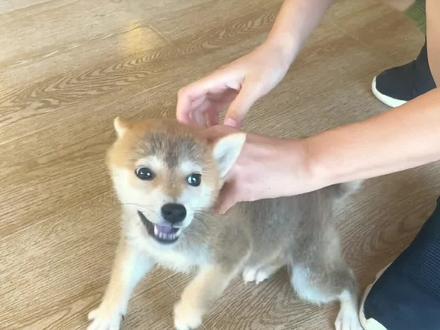 训柴教程:小柴刚到家太兴奋了,一碰就叫!怎么处理呢?#柴犬宝宝#新手养柴犬