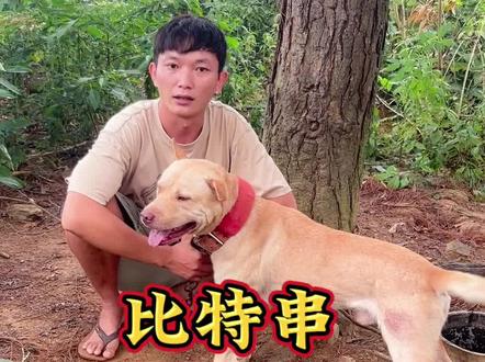 #实战猎犬 不善表达,不喜勿喷#比特 #广西土猎犬