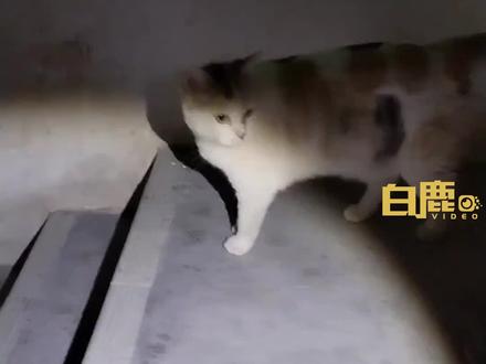 女孩收养流浪猫助产崽猫衔蝶报恩#猫咪 #蝴蝶