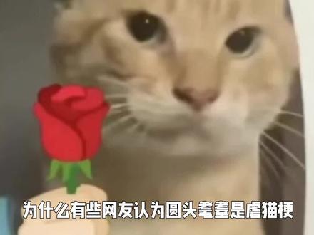 圆头耄耋和虐猫梗#哈基米 #圆头耄耋