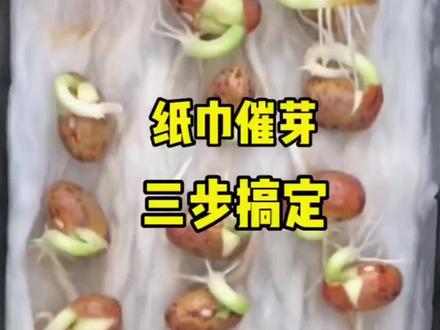纸巾催芽法,提高作物出芽率#科普一下 #知识科普