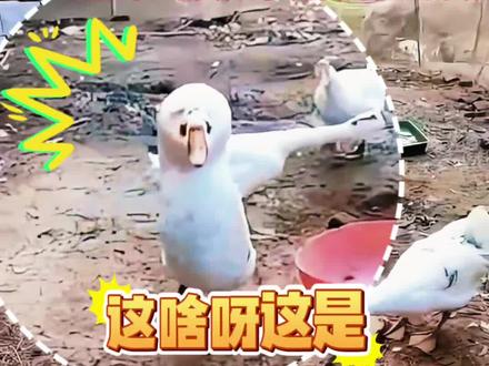 养殖场中出现一只“大头鹅”,脖子和头是普通鹅的两倍大#神奇动物在抖音 #大鹅 #什么情况