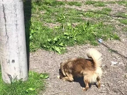 大狗大狗…… ys:@大苟教教教
#狗狗之间是如何交流的 #乡下 #大黄狗