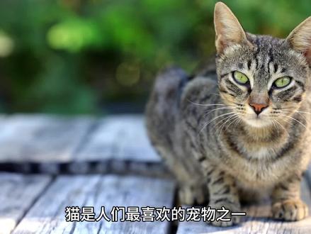 周公解梦解读梦见猫的意义#周公解梦 #梦境 #解梦