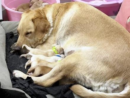 历经14个小时生产(6.15-6.16)顺利结束,9只(5公4母)可爱的拉布拉多幼崽平安落地,9只都活着就很棒啊
6月14晚上,多多开始大喘气,我们以为要生了,在沙发上睡了一晚上,结果只是大喘气。第二天早上继续大喘气,能感觉到她不舒服,到了中午准备去休息一下,客厅传来了多多开始趴窝的迹象,立马从床上跳下来去看,结果也只是叼了一下被子,然后又是一下午的等待,到了晚上我们搞了小龙虾吃,吃好差不多七点多,多多自己去窝里了,我们以为又是虚晃我们,就没在意,结果突如其来的宫缩(像拉粑粑一样一阵一阵的在用力),让我们悬着的心终于放下了(65天还没生有点担心),有了宫缩后,没几分钟老大就在19:34分的时候,他爸还没从厕所走出来老大就出来了,脐带他自己也咬好了,买的哪些接生用品愣是没用上(什么吸羊水器呀,绑脐带的棉线呀)前面几只胎位都是正的(头先出来),但是基本多少都有点呛羊水,都是他爸给甩出来的,老二由于太大了(全场最大)多多生了三个小时才把老二生出来,老三终于生了只跟狗爹一样颜色的了(狗爹米白色),老四老五胎位正的,都很顺利,到了老六这,腿先出来的,憋太久生出来都没动静,开始紧急抢救,甩甩拍拍,终于一声洪亮的叫声让我们瞬间很欣慰,最危险的老六确是全场叫的最响的宝宝,老七也是最有故事的男孩,说老二最大,是体型大。老七又圆又胖,愣是把自己卡在口子上进退两难,我俩就一起给多多打气,让他加油努力生出来,也算是平安落地了,老七生出来的时候脸都憋紫了,胎位也不正,又胖,母子俩都挺遭罪的,老八生的太快了,我都没来得及拍,刷一下就生下来了,由于我们已经折腾了两天晚上加上前一天晚上我一晚上没闭眼守着,已经腰酸背痛人也吃不消了,就放弃拍摄了,然后当时拍片的时候,说又78只,我们看他没什么反应就去洗洗睡了 ,我不放心,又睡沙发去了,准备睡觉的时候回头看了一眼,又在宫缩,干净把他爸叫出来接生,到此6月16号8:41分生产结束,整个过程虽然很长,但好在顺利,希望这些能帮助到正在待产的狗狗家长缓解焦虑,开开心心迎接小崽子的到来就好啦!祝生产顺利!#我和我的狗 #拉布拉猪 #萌宠推荐官 #拉布拉多 #家有萌宠 @抖音小助手 @抖音创作小助手