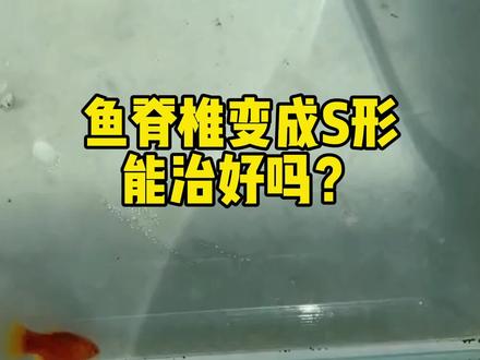 鱼类脊椎变成S形能治好吗? #鱼类疾病