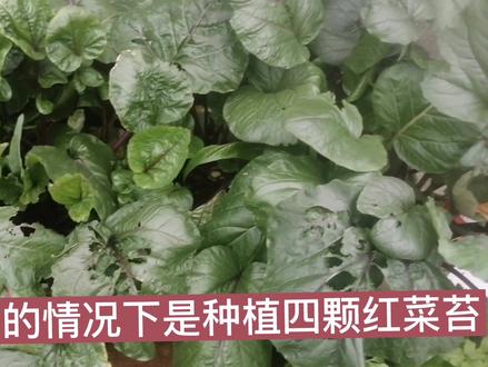 红菜苔只长叶片不抽苔?最外面的叶片到底能不能够提前掰着吃