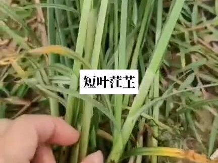 #海水植物 海水植物短叶茳芏杯苗
短叶茳芏有别称叫三角草,大概源于其茎秆呈锐三稜形,高度可达2米以上。很多地方也称为咸水草、咸草,因为它生长在咸淡水交汇处,耐盐性,是海湾河口滩涂绿化、改良盐碱水质的优良植物。
#海边美景工程##景观工程##绿色生态农业 #抖音助农