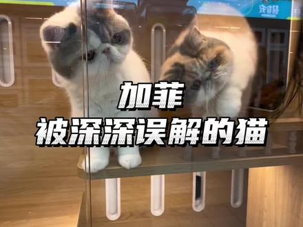经典却被误解,眼泪没那么严重,养起来很轻松,性格更是无敌#加菲猫 #撸猫馆 #长春