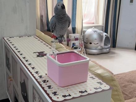 教了一个星期,终于是教会了。你们要的擦碧血来了! #鹦鹉说话 #萌宠成精了 #我要验牌