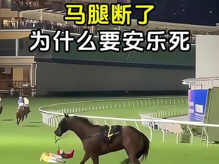 马腿断了为什么要安乐死? #马腿断了 #马腿骨折 #赛马断腿