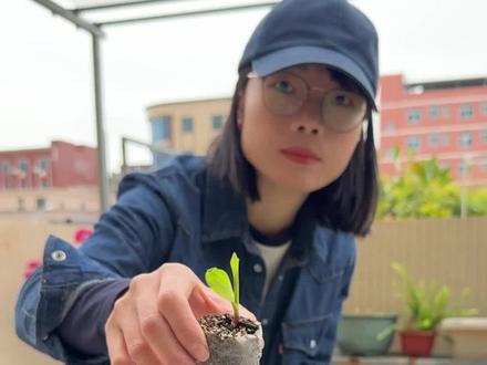 可降解的育苗杯,一步到位苗子不伤根系,分享使用方法#育苗杯 #家用育苗盘 #育苗盘 #春播育苗