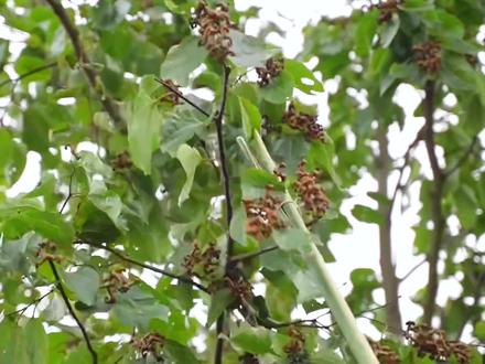 中国最古老的水果