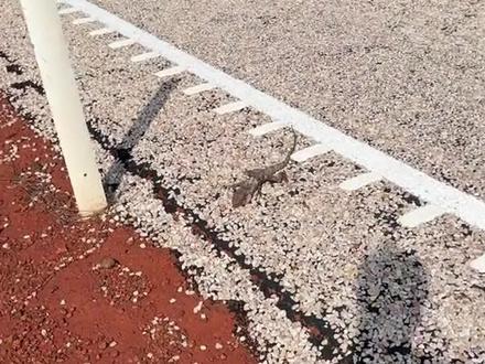 伞蜥 一种看起来很猛实际上很弱的动物#动物解说 #动物科普 #伞蜥