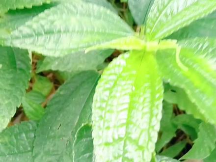 #植物 #水麻叶 #野生植物 @生活服务热点中心