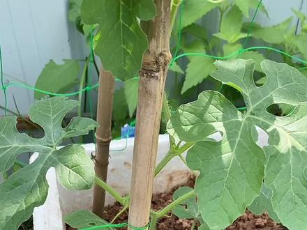 #阳台种植 分享泡沫箱如何种出10斤的麒麟瓜??