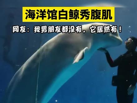 山东青岛白鲸秀腹肌爆火,16块腹肌,网友直呼被卷到了!#白鲸腹肌 #山东dou知道 #蓝色治愈系