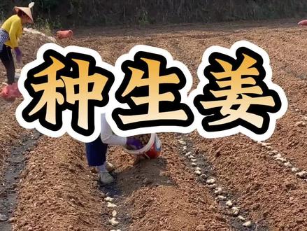 学会这七点亩产七八吨。#生姜种植#生姜底肥#生姜管理#生姜高产