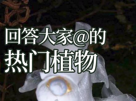 解答几个热门植物视频,水晶兰是不是兰,兜兰的兜兜有什么用,尸香魔芋真的有吗? #一日一植物 @抖音小助手 #寒假充电计划