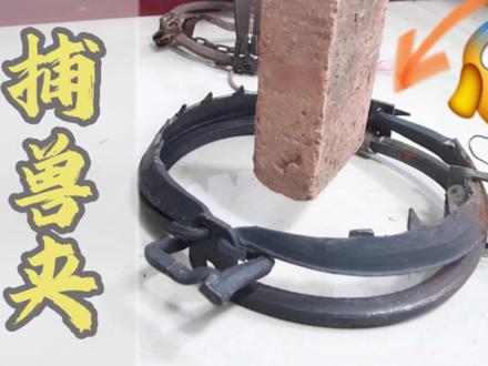 当你在野外踩到250斤的捕兽夹,后果会有多严重呢? #捕兽夹 #测评 #创作灵感