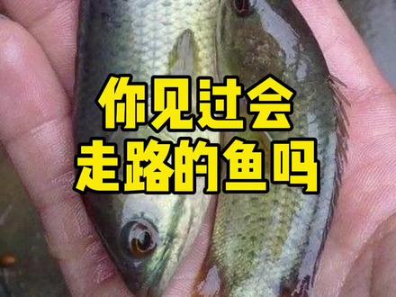 说说它在你们那里叫什么#冷知识 #神奇动物在抖音 #攀鲈 #科普