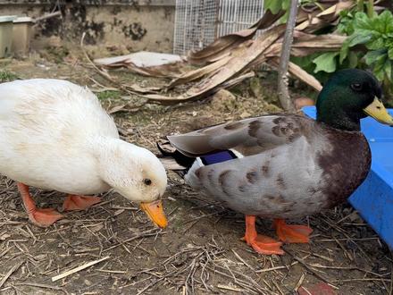 天天欺负母鸭子,遇到强敌了吧 #柯尔鸭 #小鸭子 #宠物鸭 #动物世界 #神奇动物 #搞笑视频 #呆萌可爱