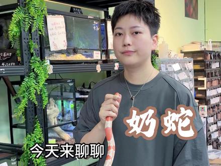 今天来认识一下奶蛇 #宠物蛇#宠物蛇推荐 #新手养蛇 #新手养蛇入门教程 #翻脸不认人