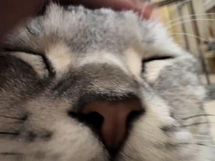 你个骚福瑞
#福瑞 #福瑞控 #肥猫 #喵星人