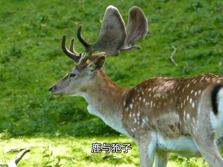 鹿和狍子,怎样区分?