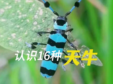 #观察昆虫 #科普 带你认识16种天牛