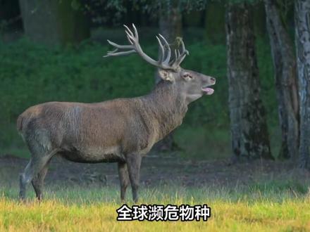 鹿晗520不晒关晓彤偏晒墙上一只“马鹿”?国产顶流的反向营销 #鹿晗晒与马鹿合照 #鹿晗马鹿 #鹿晗520 #鹿晗关晓彤