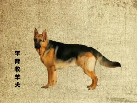 德国牧羊犬弓背与平背的区别