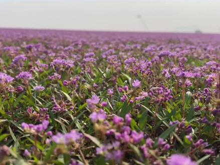 江西九江鄱阳湖花海最新路线,最后一期感谢关注!后续更新其它打卡点#周边游 #旅行推荐官 #江西dou知道 #同城发现 #周末去哪玩