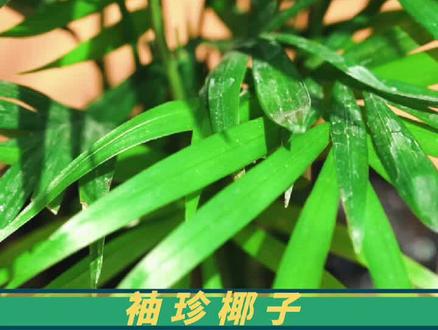 袖珍椰子基础养护#花卉绿植 #植物百科 #养花小知识 #办公室植物 #夏至 #袖珍椰子