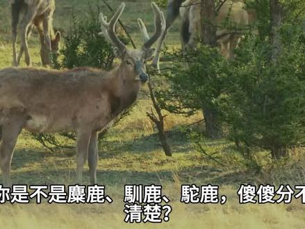 麋鹿驯鹿驼鹿分不清楚?一張圖識別聖誕老人騎的是什么鹿 #神奇的动物在抖音 #圣诞老人 #牛魔王 #姜子牙