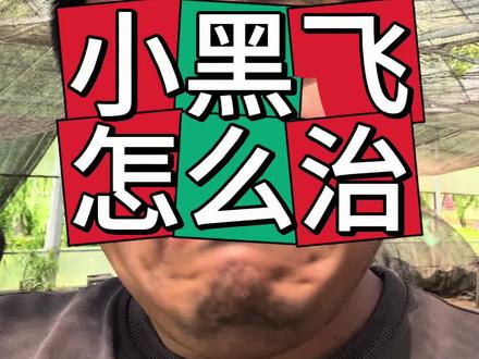分享家庭室内绿植花卉害虫小黑飞防治方法 室内绿植花卉,包括花盆里经常有小黑飞害虫影响。学名蕈蚊。#花卉绿植 #种植小技巧 #养花小知识 #室内绿植 #小黑飞