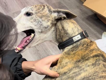 过来待上一星期#格慧犬 #打场狗#细狗