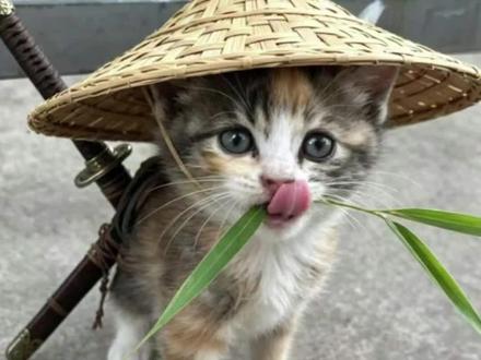 最适合江湖梗的居然是小猫吗?那很可爱了 #猫猫 #江湖病 #猫猫江湖侠客