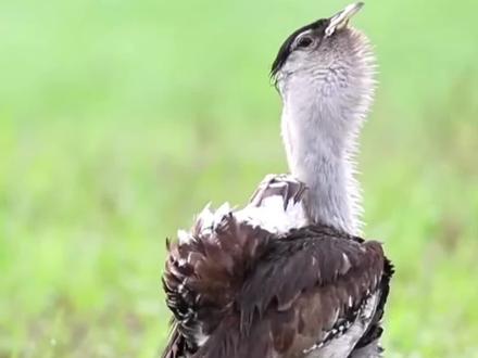 求偶的鸨鸟,我是村里最靓的崽。#奇妙的动物 #鸟类实拍 #难得一见