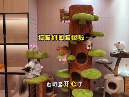 牛牛和福福都康复啦! 一个细小一个猫瘟,还好两个小家伙都命大!#猫咪小院 #小锋小志 #猫咪小院的日常