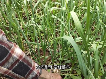 全网刷屏:要蒜薹吗?免费送!今年的蒜薹到底怎么了?背后太心酸#蒜苔#要蒜苔吗#河南 #山东#蒜苔价格#菜市场