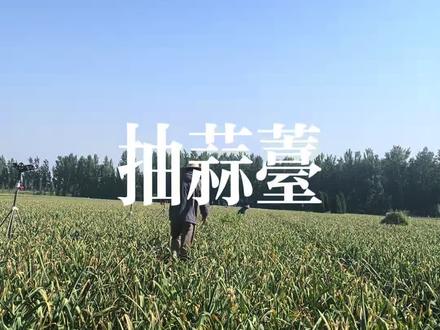 日常抽蒜苔#抽蒜苔#河南蒜苔 #蒜苔 大家珍惜,俺家快抽完了,蒜苔估计要涨价了