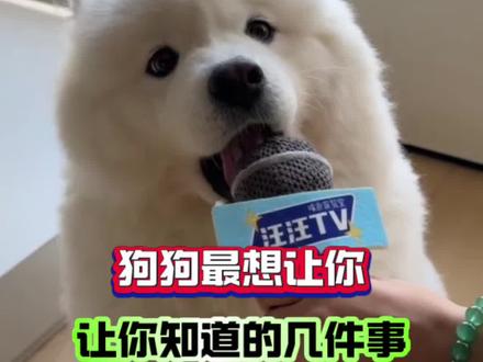 狗狗最想让你知道的几件事#狗狗 #新手养狗#养狗经验分享