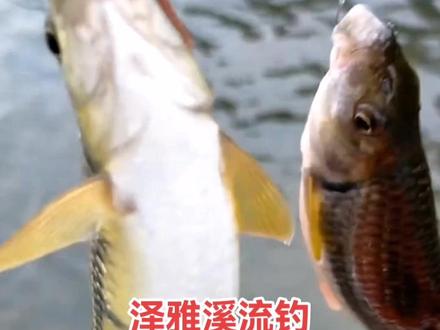 寻一方碧水,觅一处幽静,享受不可避免的孤独,痴迷不可救药的喜欢……#钓鱼人 #溪流钓 #声声慢-陈艺鹏(粤曲腔)