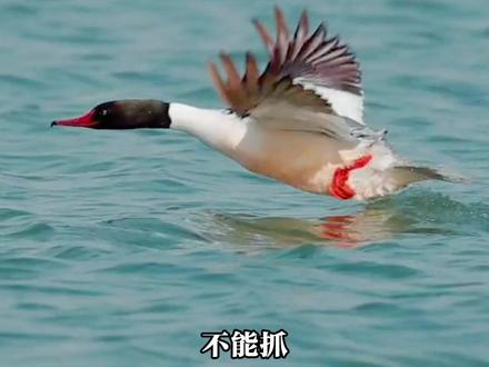 野外遇到这些鸟类,可不能乱抓 #野生动物零距离 #保护野生动物