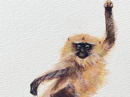 猴子怎么画?一学就会的水彩绘画教程! #跟着抖音学画画 #画画 #一学就会系列 #零基础学画画 #水彩 快速学会画一只猴子,超简单的水彩绘画!好玩又好画猴界超模,印度长尾叶猴 !自带优雅buff的社交达人
这哥们堪称猴界超模:一身高级灰西装,烈焰红唇(并没有),实际是黑脸配白毛“络腮胡”,仿佛刚开完跨国会议!尾巴长达1米,走路自带“平衡杆特效”,跳屋顶如走T台。冷知识:幼崽天生金毛,仿佛误染杀马特发型,3个月后才低调变灰——这是崽崽专属防走丢VIP皮肤!成年后眼周黑如烟熏妆,不是熬夜追剧,是防晒防眩光的神进化!吃饭只嗑叶子,堪称素食界杠把子,但胃里住着细菌团队帮忙发酵,随时化身“行走的沼气池”~(友情提示:围观请保持距离,避免合影时对方突然释放环保气体!)