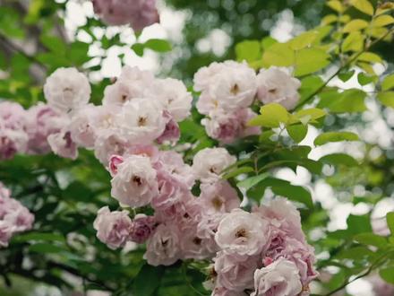 到底用Slog3还是Scinetone?#摄影 #调色 #pp值设置