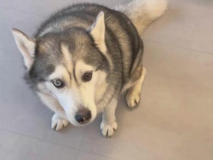 谁不会啊我们哈士奇也可以 #哈士奇 #萌宠认物挑战 #萝卜纸巾猫咪模仿挑战 #万物可爱计划 #我和它的365件小事